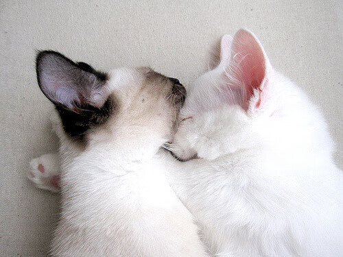 五大联赛技战术培训是否已下沉至青训基层,5大联赛的发展