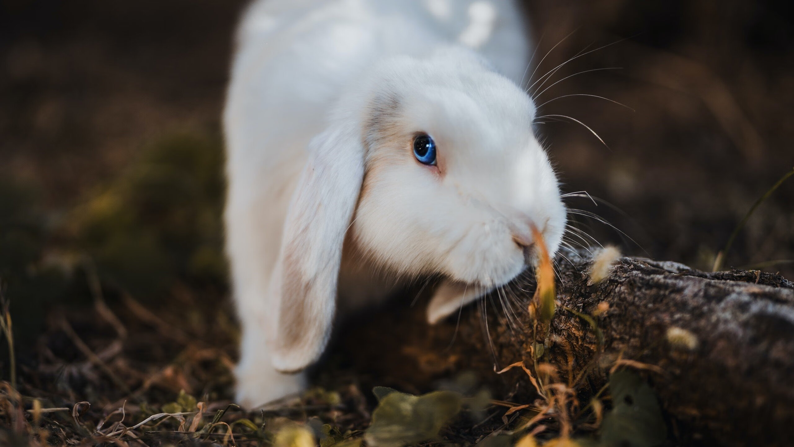 冬奥训练营测试极寒条件下反应能力,冬奥效应