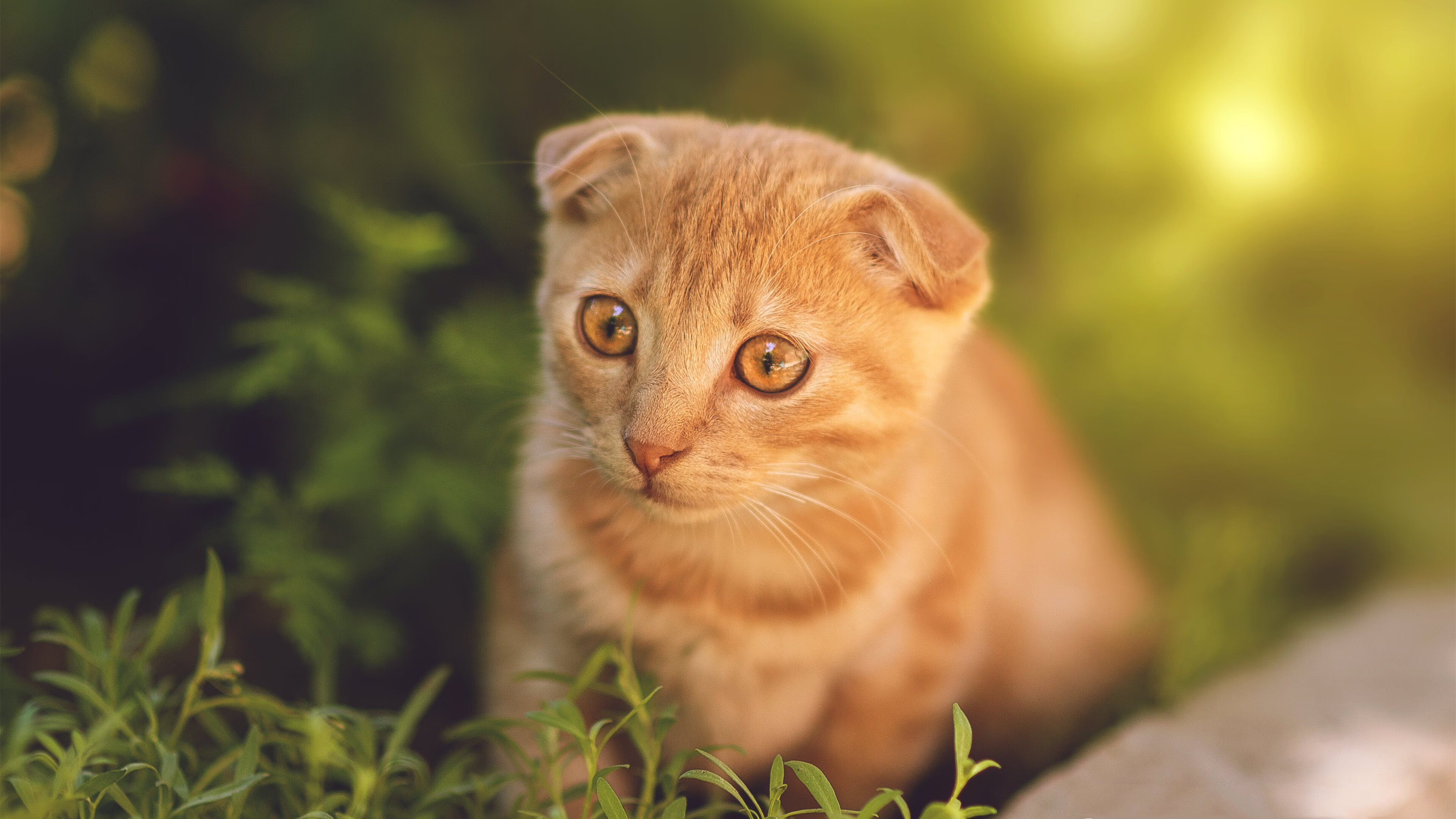 奥预赛中国队战平 球迷期待球队反弹，奥预赛在哪里举行