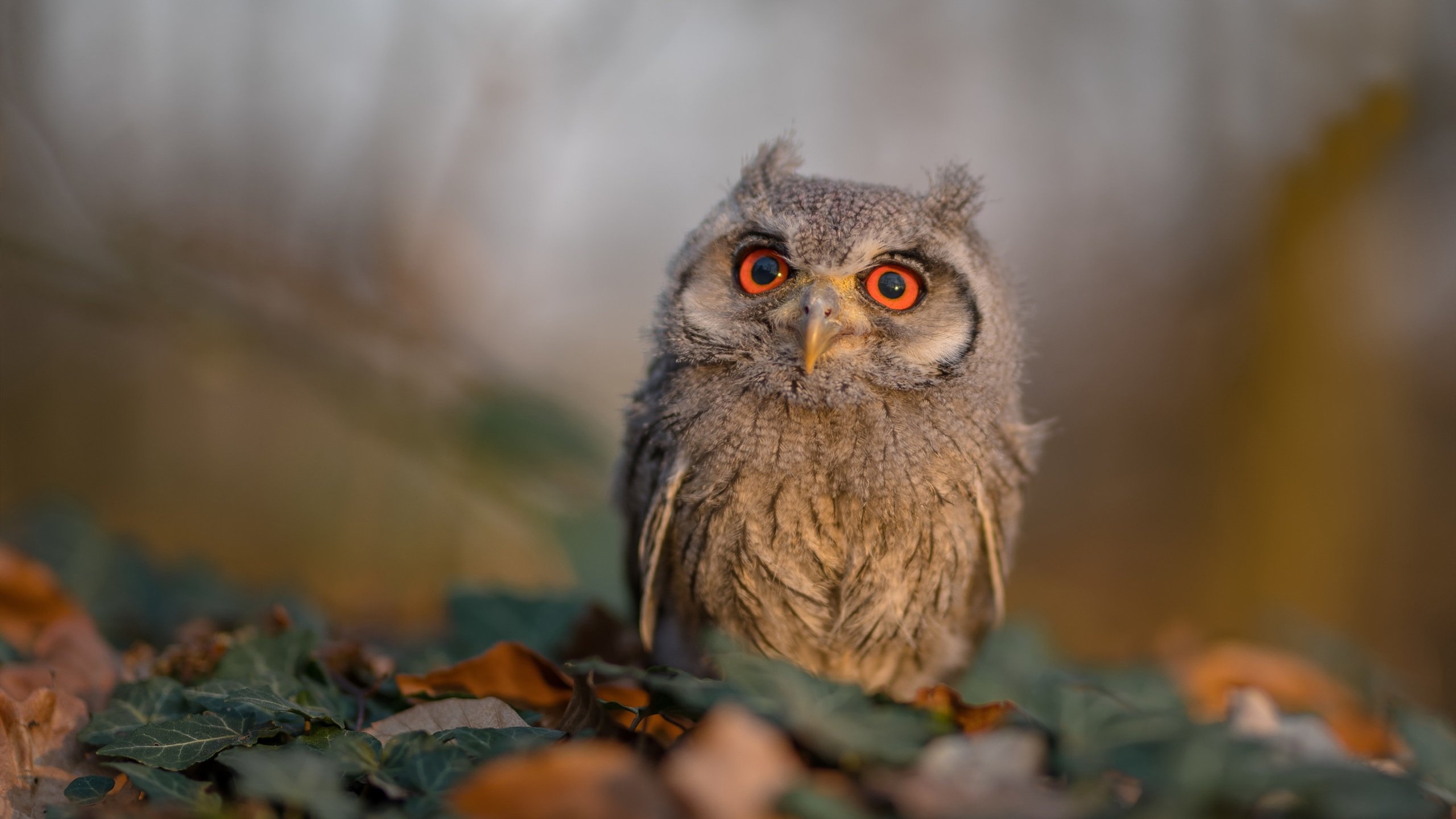 足球训练课强调节奏与协作并重,足球训练课强调节奏与协作并重的原因