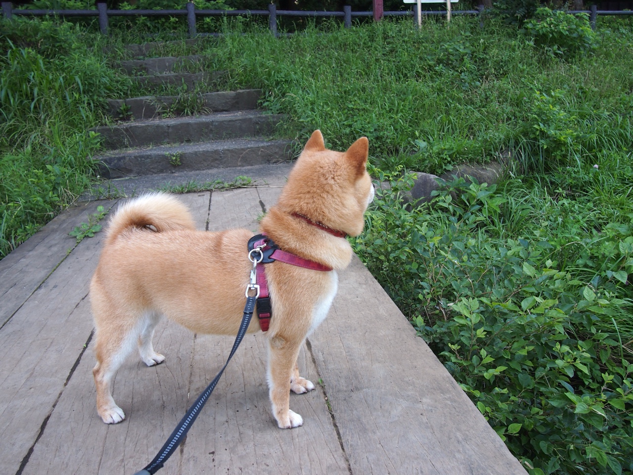 意式蛙泳硬核出击 切拉苏奥洛冲出风采