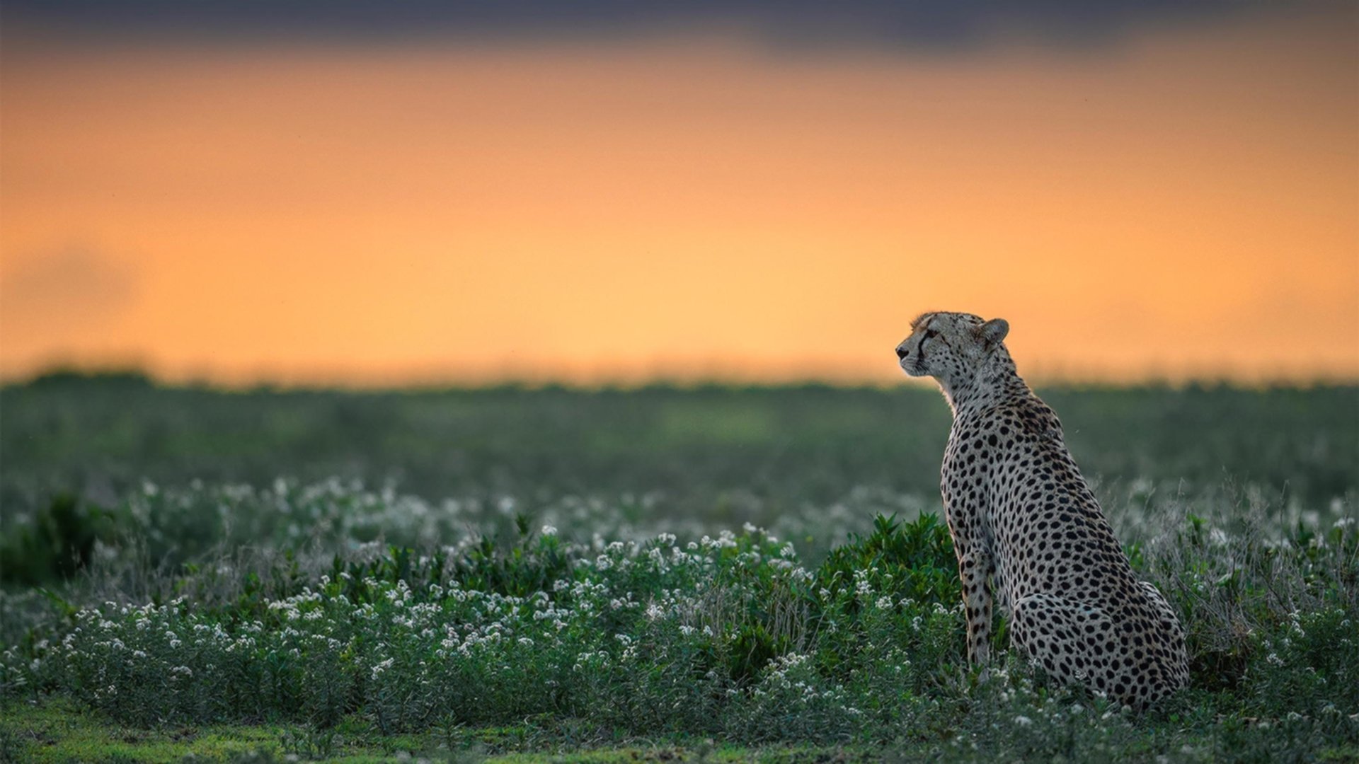 意甲青训营的国际合作成果,意甲青训营的国际合作成果怎么样