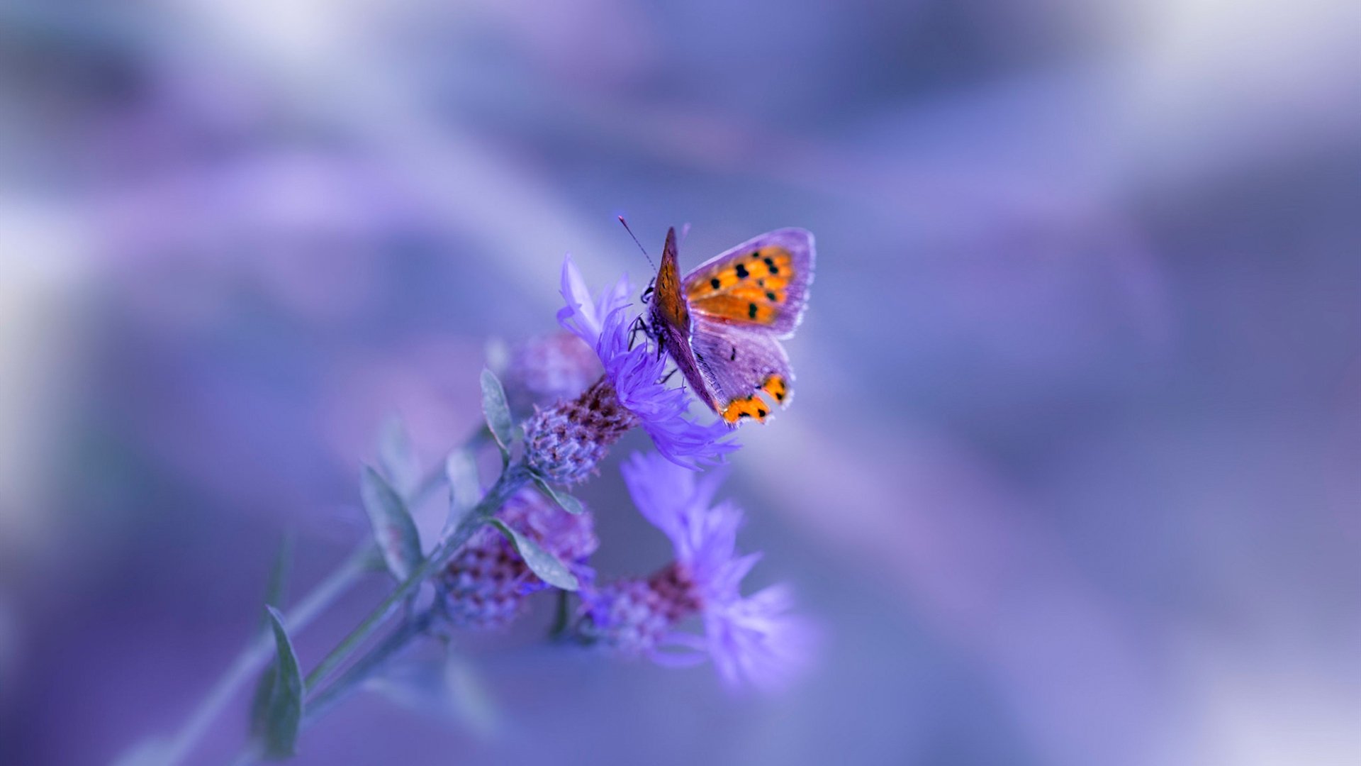 西甲攻防秀场：技巧、速度相融合！，西甲技术流